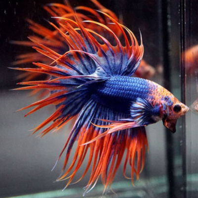 Петушок Коронохвостый Биколор (самец)